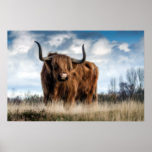 Beautiful Highland Cattle Poster