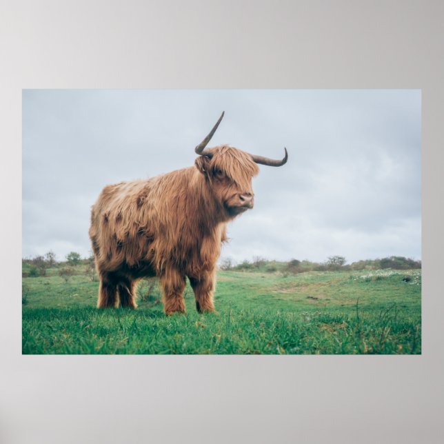 BEAUTIFUL HIGHLAND CATTLE POSTER (Front)