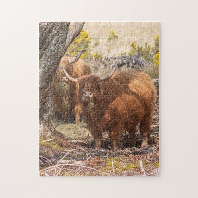 Beautiful Highland cows Jigsaw Puzzle (Vertical)