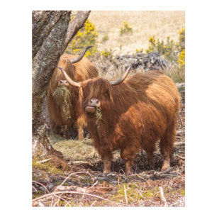 Beautiful Highland cows  Photo Print
