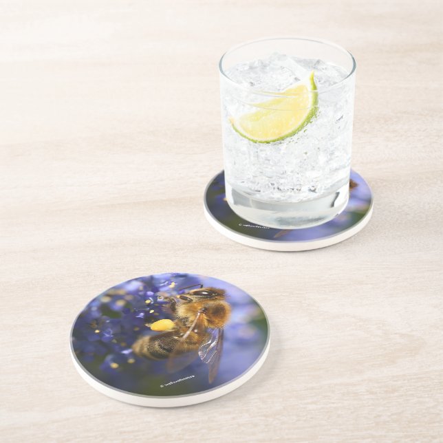 Beautiful Honeybee on the California Lilac Coaster (Side)