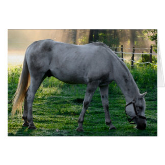 Beautiful Horse Amazing Graze
