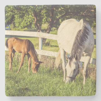 Beautiful Horse and Foal Green Pasture Stone Coaster
