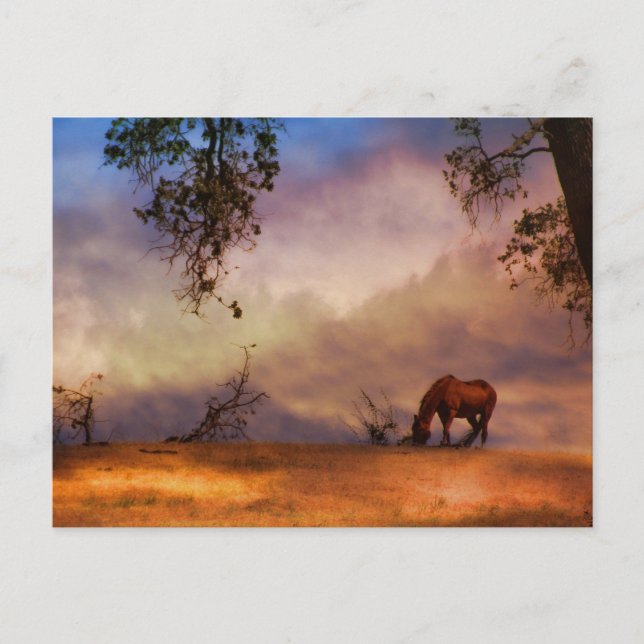 Beautiful Horse and Oak Tree with Clouds Postcard (Front)
