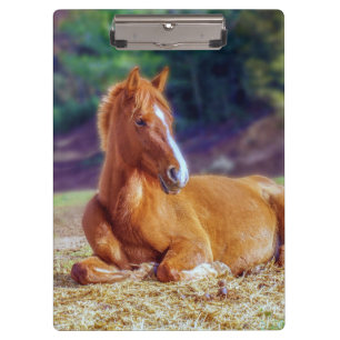Beautiful Horse Colt Clipboard