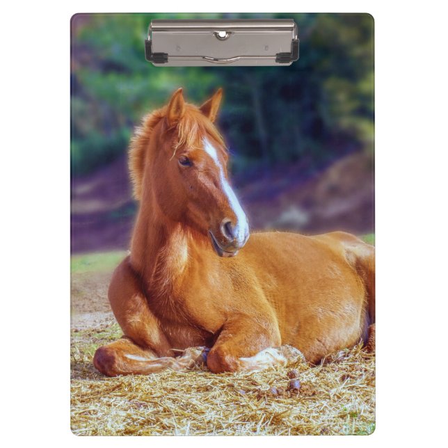 Beautiful Horse Colt Clipboard (Front)