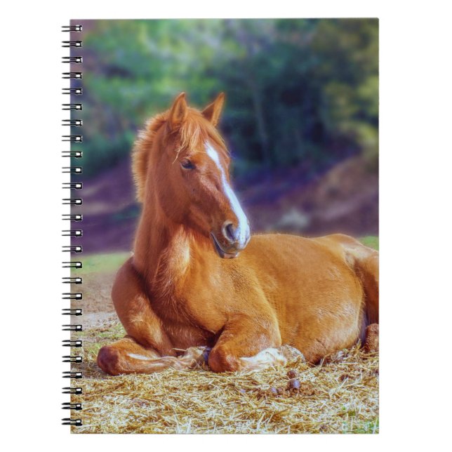Beautiful Horse Colt Notebook (Front)