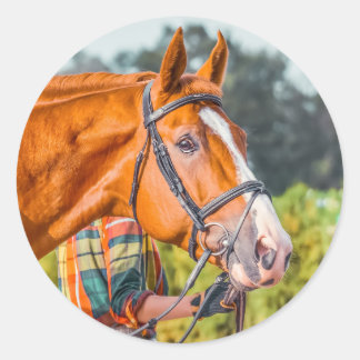 Beautiful Horse Head Photo Closeup Classic Round Sticker