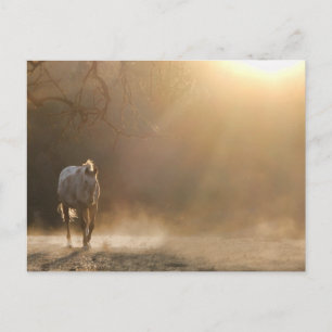 Beautiful Horse in Sunlight Gifts Postcard