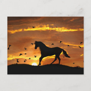 Beautiful Horse in Sunset Postcard