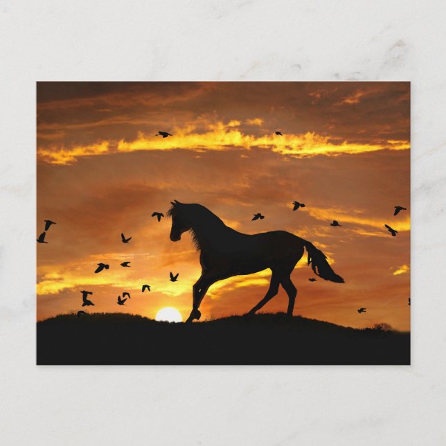 Beautiful Horse in Sunset Postcard (Front)