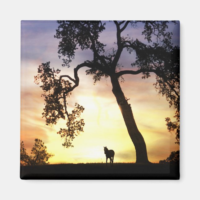 Beautiful Horse in the Sunset Magnet (Front)