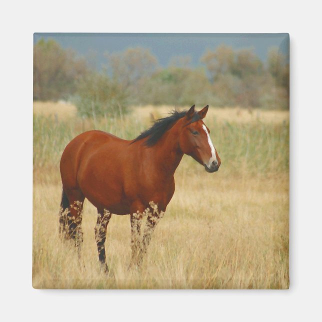 Beautiful Horse Magnet (Front)
