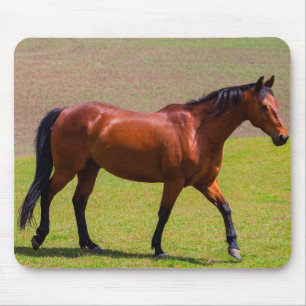 Beautiful Horse Mouse Mat