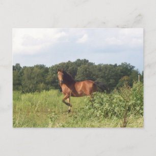 Beautiful Horse On Country Landscape Photo Postcard