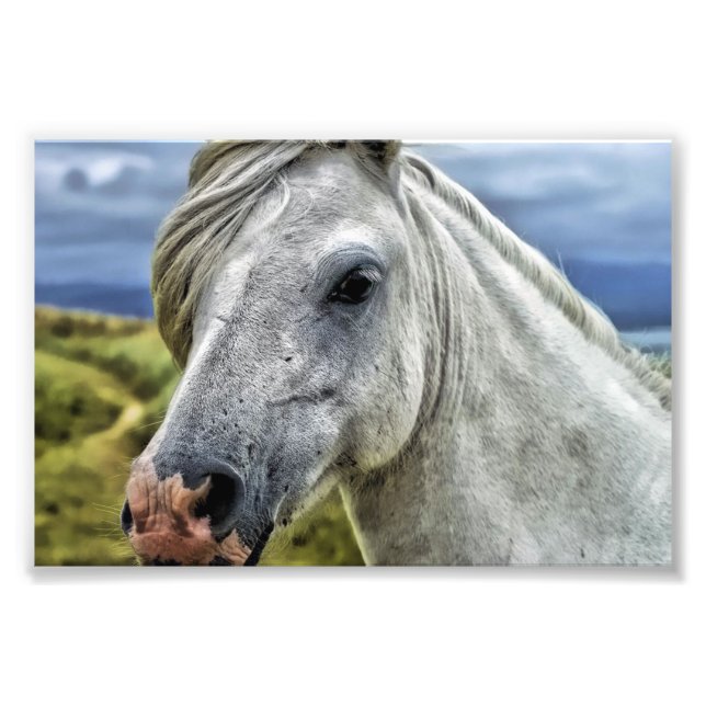 Beautiful Horse Photo Print (Front)