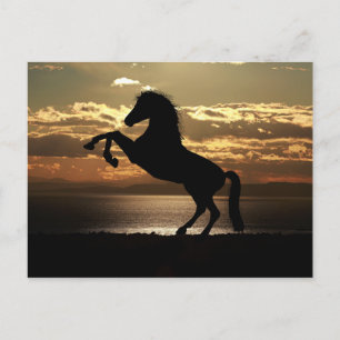 Beautiful Horse Post Card
