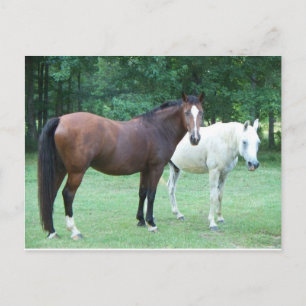 Beautiful Horse Postcard