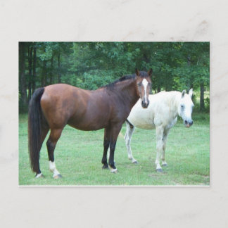 Beautiful Horse Postcard