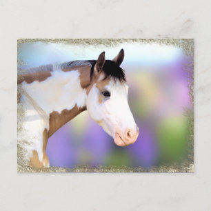 Beautiful Horse Postcards