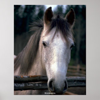Beautiful Horse Poster