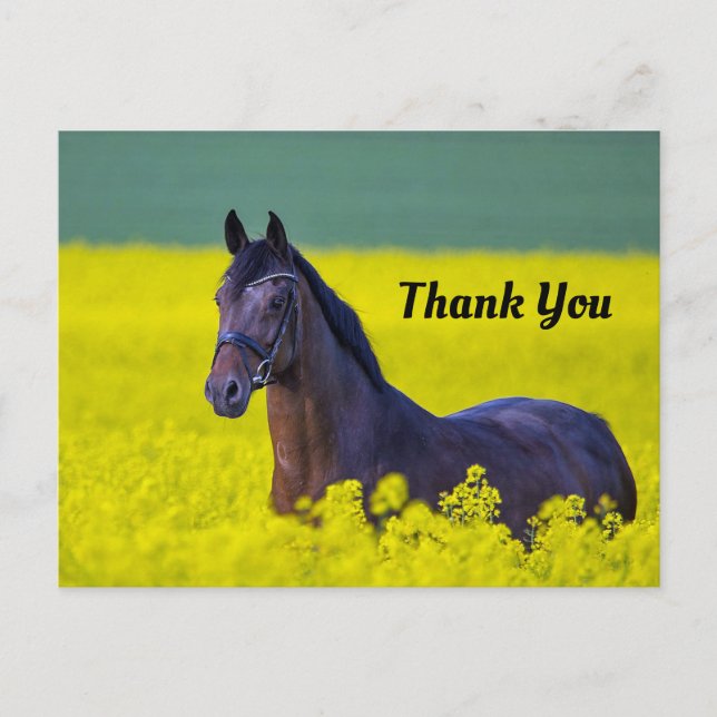 Beautiful Horse Yellow Flowers Photo Thank You Postcard (Front)