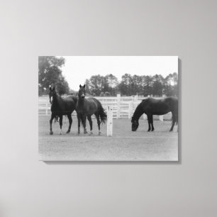 Beautiful Horses/Canvas Wrap/Black & White Canvas Print