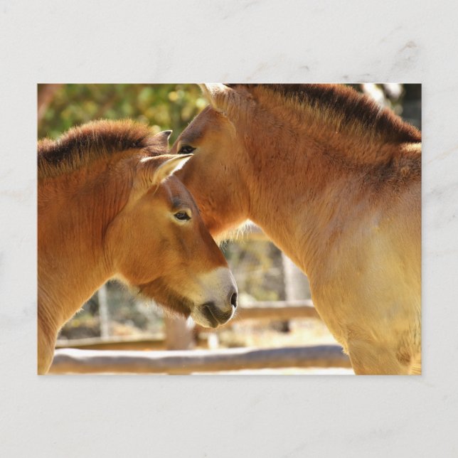 Beautiful Horses Postcard (Front)