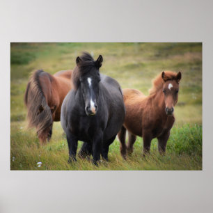 Beautiful Horses Poster