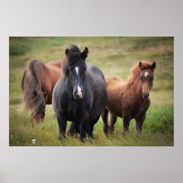 Beautiful Horses Poster (Front)