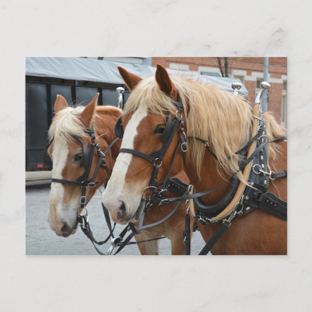 Beautiful Horses with Driving Harness Postcard (Front)