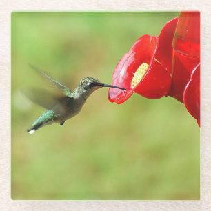 Beautiful Hummingbird Feeding Glass Coaster