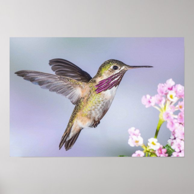 Beautiful Hummingbird Flying in Purple & Pink Poster (Front)