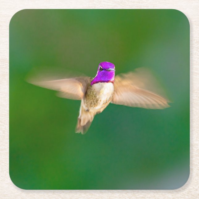 Beautiful Hummingbird in Flight Coaster Set (Front)