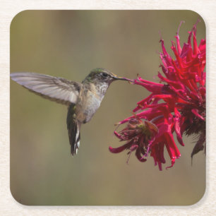 Beautiful Hummingbird in Flight Coaster Set