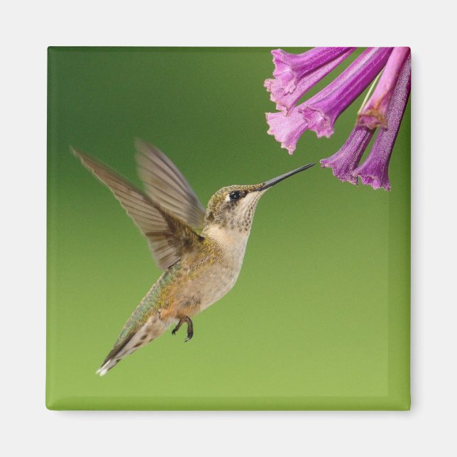 Beautiful Hummingbird Nature Scenery Magnet (Front)