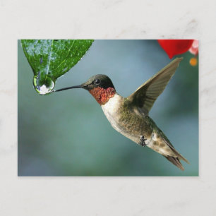 Beautiful Hummingbird Nature Scenery Postcard
