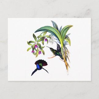 Beautiful Hummingbirds and Purple Orchids Postcard