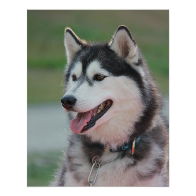 Beautiful Husky Art Print Sled Dog  (Front)