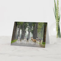 Beautiful Husky Dogs on a Nature Trail