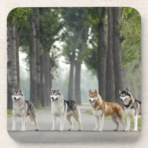 Beautiful Husky Dogs on a Nature Trail Coaster