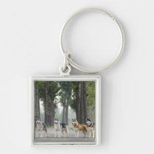 Beautiful Husky Dogs on a Nature Trail Key Ring