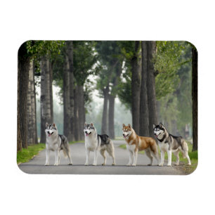 Beautiful Husky Dogs on a Nature Trail Magnet