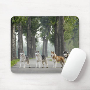 Beautiful Husky Dogs on a Nature Trail Mouse Mat