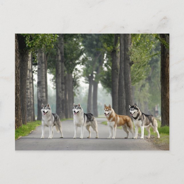 Beautiful Husky Dogs on a Nature Trail Postcard (Front)