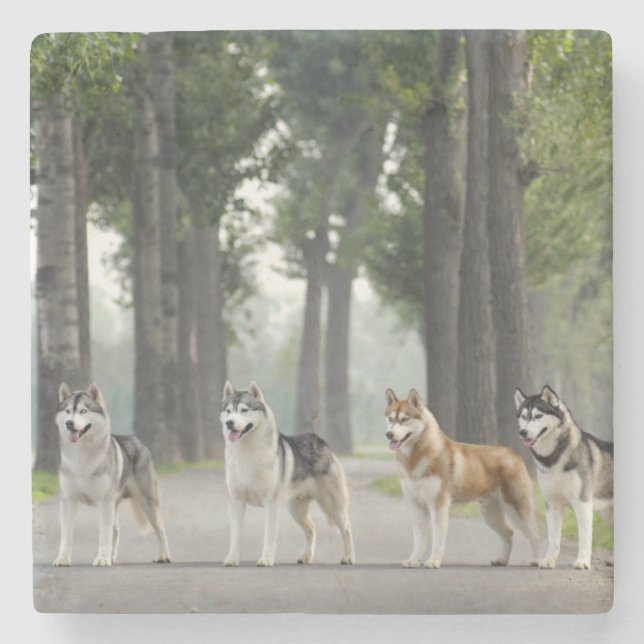 Beautiful Husky Dogs on a Nature Trail Stone Coaster (Front)