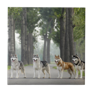 Beautiful Husky Dogs on a Nature Trail Tile