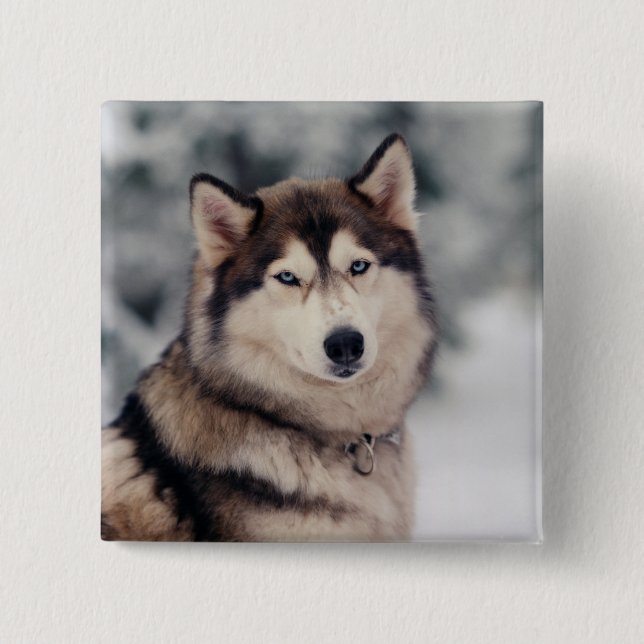 Beautiful Husky in the Outdoors 15 Cm Square Badge (Front)