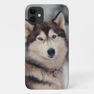 Beautiful Husky in the Outdoors iPhone 11 Case