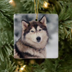 Beautiful Husky in the Outdoors Ceramic Ornament